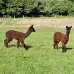 Babies and mums