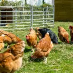 Chickens