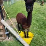 Deliah with feet in bucket