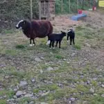 Ewe and lambs