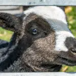 Lamb
