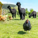 Paccas and chickens