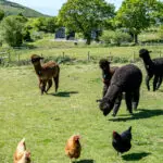 Paccas pods and chickens