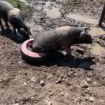 Pig sitting in water bowl